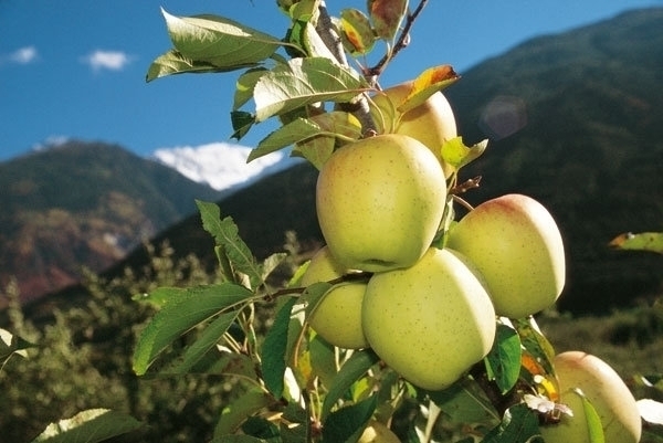  - TOSOLINI TRASPORTI